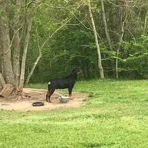 Meet your Posher, Rodney